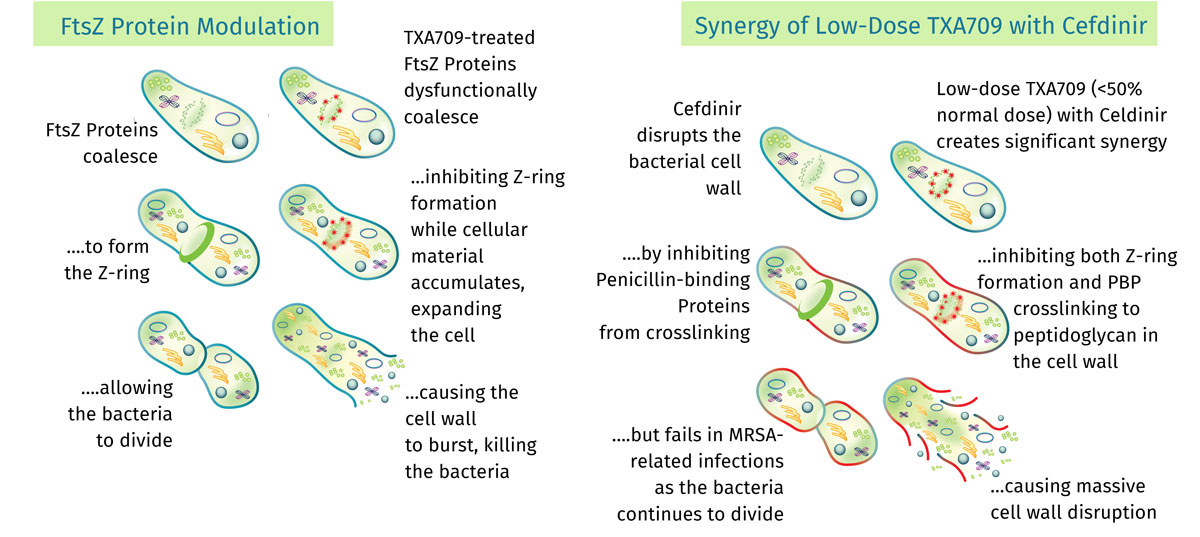 How TXA709 – Our First Ftsz Inhibitor Candidate - works