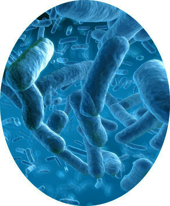 bacteria